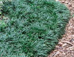 Mondo Grass, Ophiopogon Japonicus, Grass Ground Cover
Millette Photomedia
