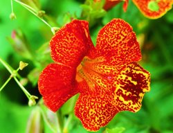 Monkey Flower, Mimulus, California Native Plant
Garden Design
Calimesa, CA
