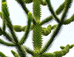 Monkey Puzzle Tree, Araucaria Araucana
Shutterstock.com
New York, NY