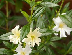 Monkeyflower, California
Garden Design
Calimesa, CA