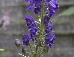 Monkshood, Aconitum Napellus, Deer Tolerant
Pixabay
