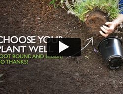 Monrovia Lavender Video
Garden Design
Calimesa, CA