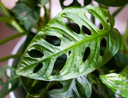 Monstera Adansonii
Shutterstock.com
New York, NY