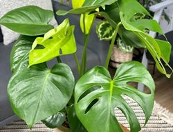 Monstera Deliciosa, Monster Mash Swiss Cheese Vine, Monstera Plant
Proven Winners
Sycamore, IL