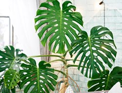 Monstera Deliciosa, Monstera Houseplant, Swiss Cheese Plant
Shutterstock.com
New York, NY