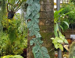 Monstera Dubia, Shingle Plant
Shutterstock.com
New York, NY