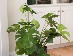 Monstera Houseplant, Houseplant
Gardener's Supply Company
Burlington, VT