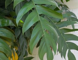 Monstera Pinnatipartita, Hurrican Plant
Shutterstock.com
New York, NY