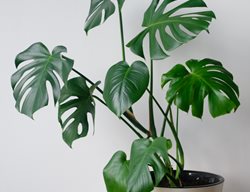 Monstera Plant In White Pot, Monstera Plant
Shutterstock.com
New York, NY