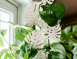 Monstera Plant Trellis
Garden Design
Calimesa, CA