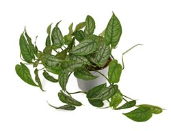 Monstera Siltepecana, Silver Monstera
Shutterstock.com
New York, NY