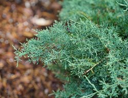 Montana Moss Foliage, Juniperus Chinensis
Proven Winners
Sycamore, IL