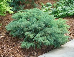 Montana Moss Juniper, Juniperus Chinensis, Low-Growing Evergreen
Proven Winners
Sycamore, IL