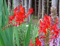 Montbretia, Crocosmia Lucifer
Plant Paradise Country Gardens
Caledon, ON