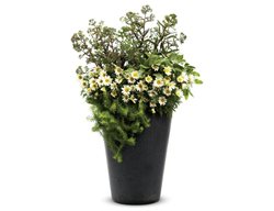 Monte Carlo, Container Recipe, Angelina Sedum
Proven Winners
Sycamore, IL