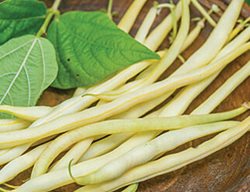 Monte Gusto Wax Bean, Wax Bean, Pole Bean
Burpee
Warminster, PA