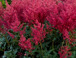 Montgomery Astilbe, Red Astilbe
Proven Winners
Sycamore, IL