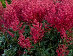 Montgomery Astilbe, Red Astilbe
Proven Winners
Sycamore, IL