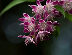 Monzia Deutzia, Pink-A-Boo Deutzia
Flickr
