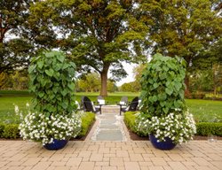 Moon Garden Pathway
Proven Winners
Sycamore, IL