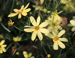 Moonbeam Coreopsis, Coreopsis Verticillata 'moonbeam'
Shutterstock.com
New York, NY