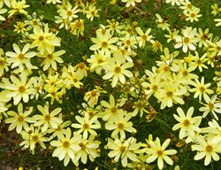 Moonbeam Coreopsis, Yellow Coreopsis
Garden Design
Calimesa, CA