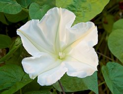 Moonflower, Ipomoea Alba
Garden Design
Calimesa, CA