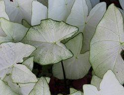 Moonlight Caladium, White Caladium, Tropical Plant
Shutterstock.com
New York, NY