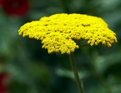 Moonshine Yarrow, Achillea Moonshine
Shutterstock.com
New York, NY