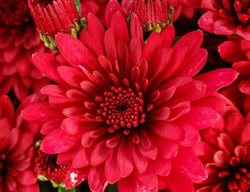 Morgana Red Garden Mum, Chrysanthemum Grandiflorum, Red Garden Mum
Proven Winners
Sycamore, IL