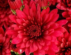 Morgana Red Garden Mum, Chrysanthemum Grandiflorum, Red Garden Mum
Proven Winners
Sycamore, IL