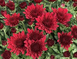 Morgana Red Garden Mum, Red Chrysanthemum
Proven Winners
Sycamore, IL