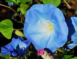 Morning Glory, Blue Flower, Vine, Ipomoea
Pixabay
