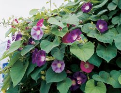 Morning Glory, Purple Flower, Vine
Garden Design
Calimesa, CA