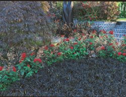 Morticia, Black
Garden Design
Calimesa, CA