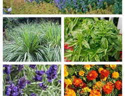 Mosquito Repellent Plants
Garden Design
Calimesa, CA