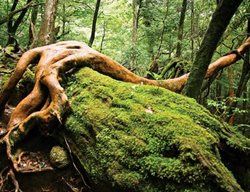 Moss Garden
Garden Design
Calimesa, CA