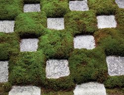 Moss, Japan, Checkerboard
Garden Design
Calimesa, CA