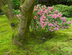 Moss Lawn Under Tree
Garden Design
Calimesa, CA