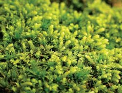 Moss, Macro
Garden Design
Calimesa, CA