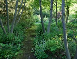 Moss Pathway, Paw Paws
Rick Darke LLC
Landenberg, PA