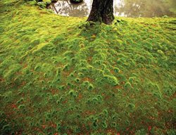 Moss, Pond
Garden Design
Calimesa, CA