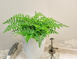 Mother Fern, Asplenium Bulbiferum
Proven Winners
Sycamore, IL