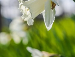 Mount Hood Daffodil, Narcissus Mount Hood
Alamy Stock Photo
Brooklyn, NY