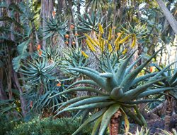 Mountain Aloe, Aloe Marlothii
Garden Design
Calimesa, CA