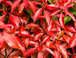 Mountain Fire Pieris, Pieris Japonica
Shutterstock.com
New York, NY