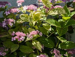 Mountain Hydrangea, Hydrangea Serrata, Pink Flower
Alamy Stock Photo
Brooklyn, NY