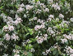 Mountain Laurel, Kalmia Latifolia, Evergreen Bush
Garden Design
Calimesa, CA