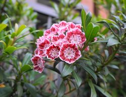 Mountain Laurel, Kalmia Latifolia
Shutterstock.com
New York, NY