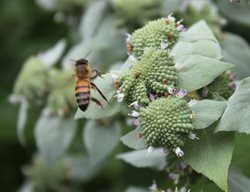 Mountain Mint, Bee
Johnsen Landscapes & Pools
Mount Kisco, NY